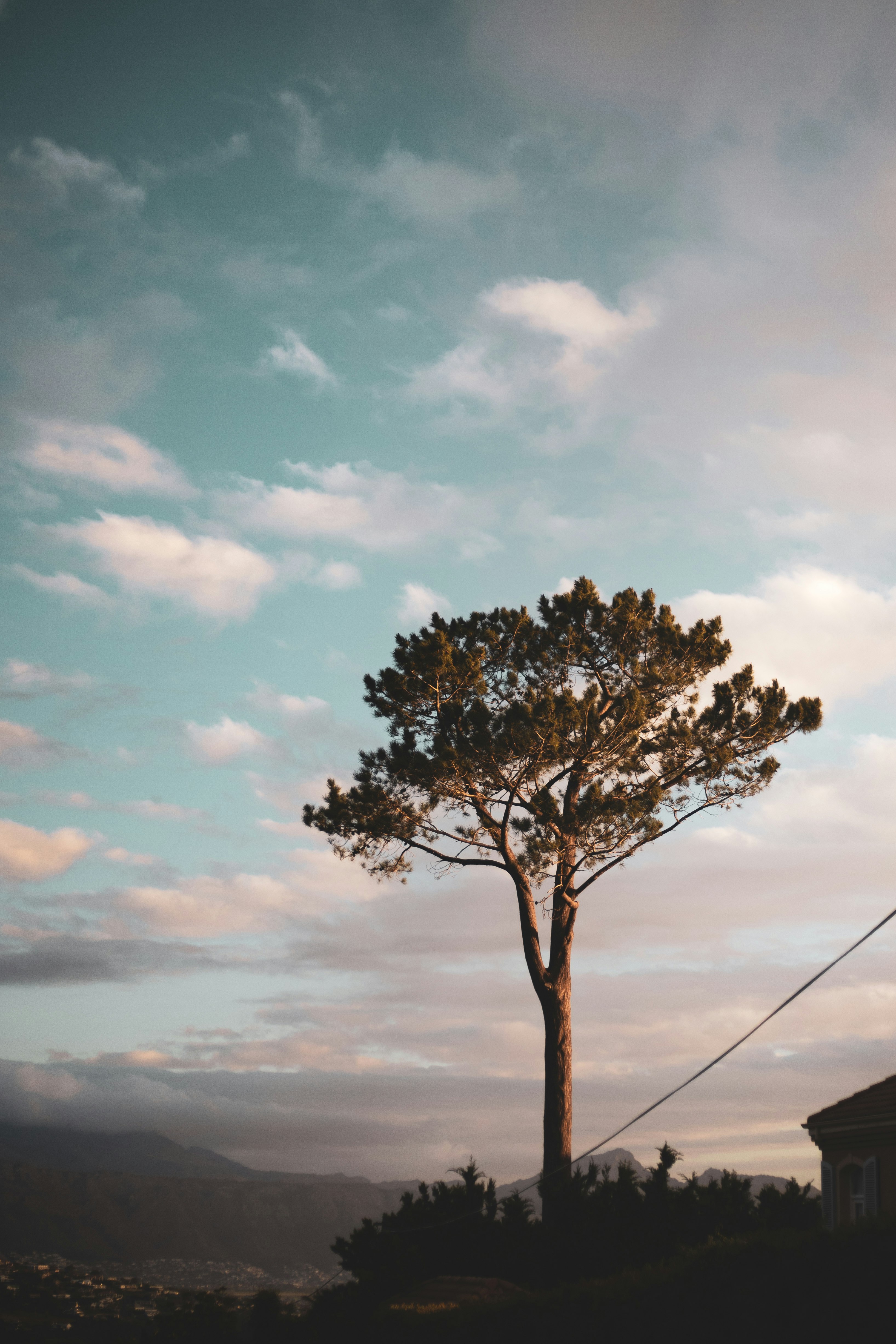 brown tree under white clouds